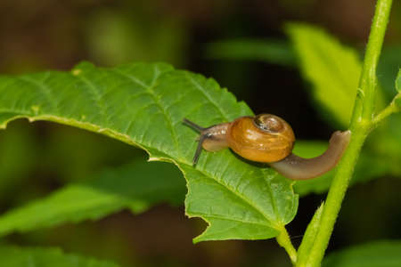 Close up macro image of a snail moving on a green leafの写真素材