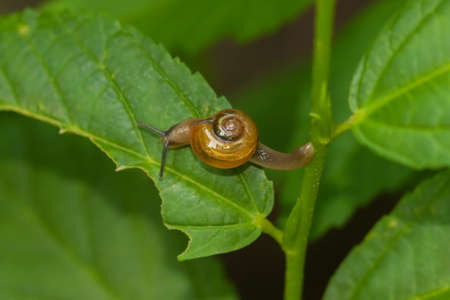 Close up macro image of a snail moving on a green leafの写真素材