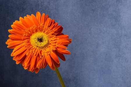 Orange gerbera flower on a dark blue background. Copy space.の写真素材