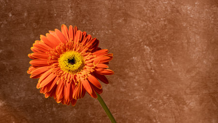Orange gerbera flower on brown background with copy space for textの写真素材