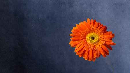 Orange gerbera flower on a dark blue background. Copy space.の写真素材