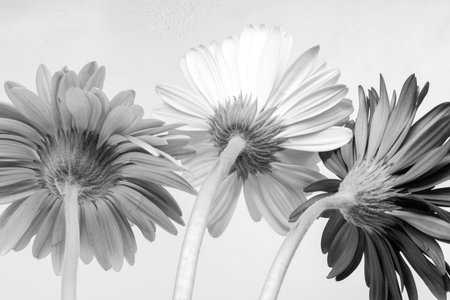 Gerbera flowers on a white background. Monochrome.の写真素材