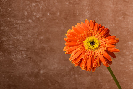 Orange gerbera flower on grunge background with space for textの写真素材
