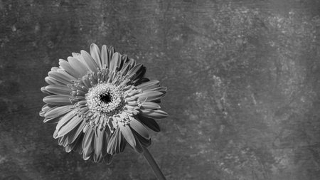 Gerbera flower on black and white background with copy space.の写真素材