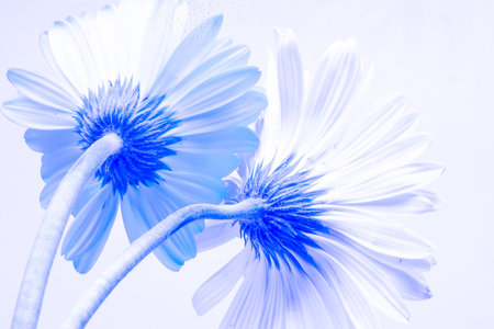 Blue gerbera flowers on a white background, close-upの写真素材