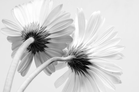 Gerbera flowers on a white background. Monochrome.の写真素材