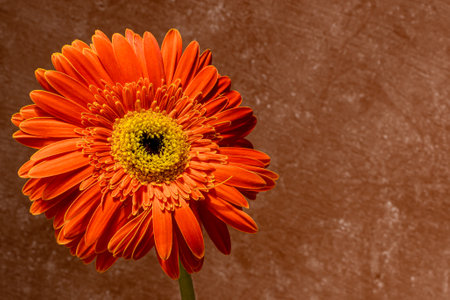 Orange gerbera flower on a dark background with space for textの写真素材