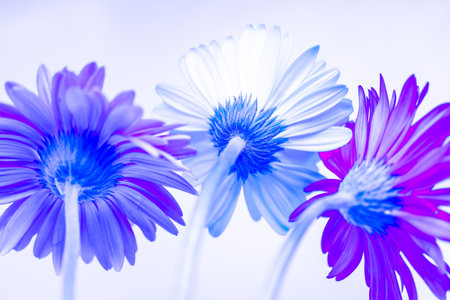 Colorful gerbera daisy flowers on a white background.の写真素材