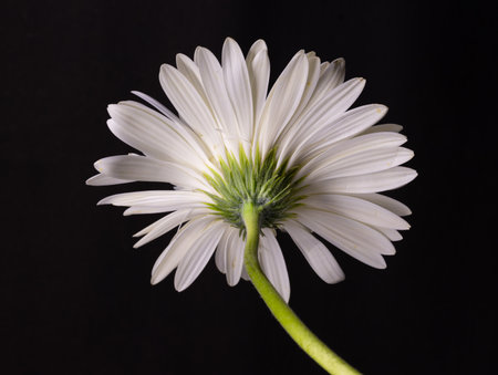 A single white gerbera flower with its stem and black backgroundの写真素材