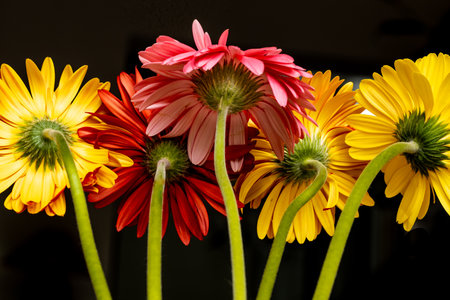 Vibrant colors of gerbera flowers with green stems and black backgroundの写真素材