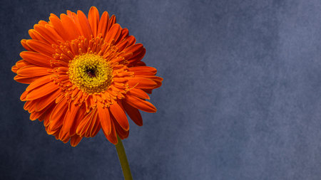 Orange gerbera flower on a dark blue background. Copy space.の写真素材