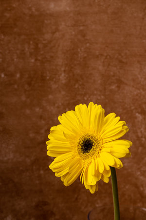 Yellow gerbera flower on a brown background. Copy space.の写真素材