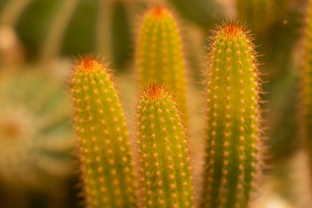 Close up of cactus in botanical garden. Macro shot.の写真素材
