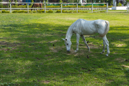 White horse grazing on the green grass field in sunny summer day.の写真素材
