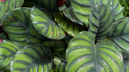Top view of green leaves with pattern on themの写真素材