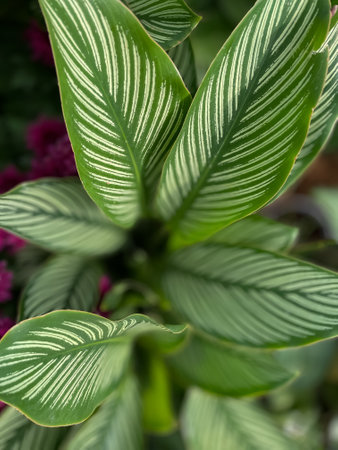 Top view of green leaves with pattern on themの写真素材