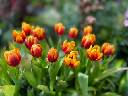 Tulip. Beautiful bouquet of tulips. colorful tulips. tulips in spring,colourful tulipの写真素材