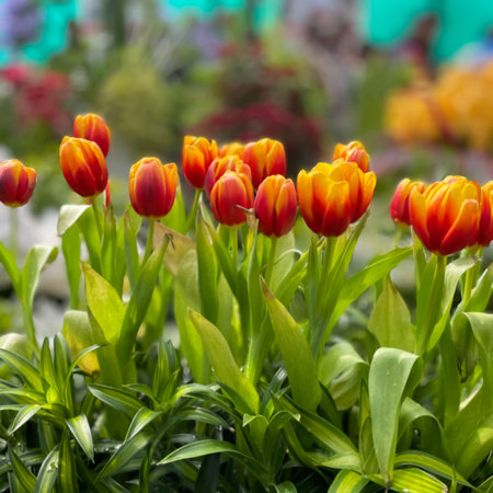 Colorful tulip flowers blooming in the garden, stock photoの写真素材