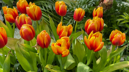tulips. a bulbous spring-flowering plant of the lily family, with boldly colored cup-shaped flowers.の写真素材
