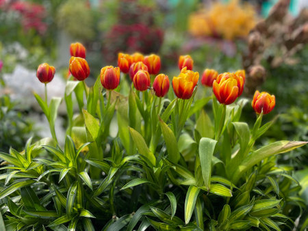 Tulips blooming in the garden. Spring flowerbed.の写真素材