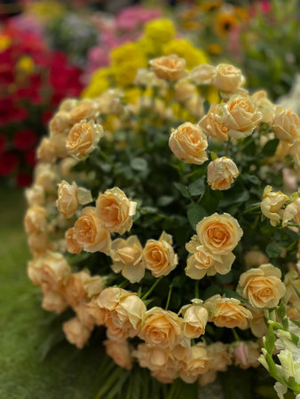 Beautiful yellow roses in the garden, closeup. Nature backgroundの写真素材