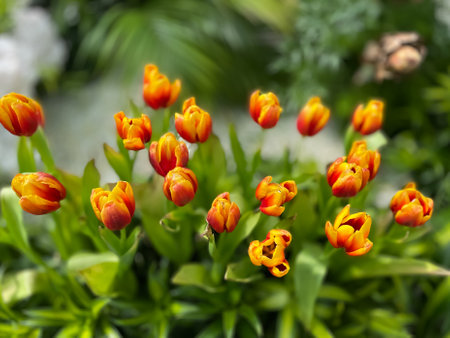 Beautiful tulip flowers bloom in the spring in the garden.の写真素材