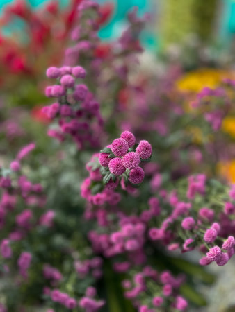 close up of pink flowers in the garden, floral background, natureの写真素材