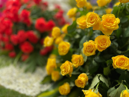 Yellow roses and red roses in a flower shop. Selective focus.の写真素材