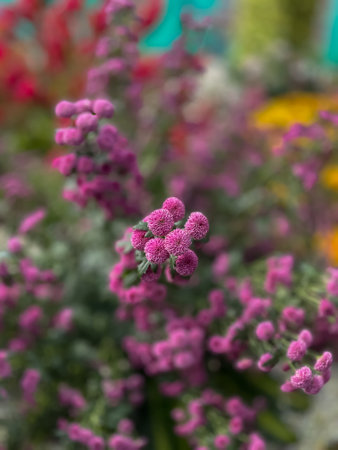 close up of pink flowers in the garden, floral background, natureの写真素材