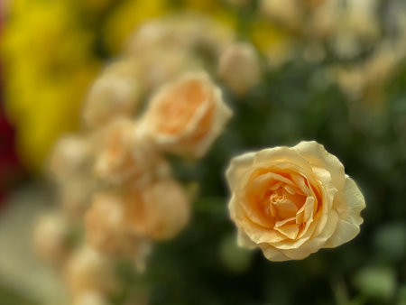 Beautiful yellow rose blooming in the garden with blurred background.の写真素材