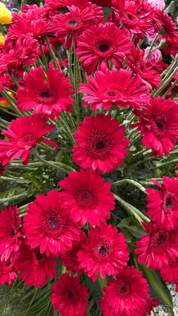 Beautiful red gerbera flowers in the garden. Selective focus.の写真素材