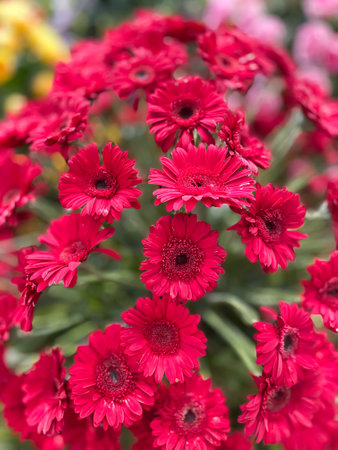 Beautiful red gerbera flowers in the garden. Selective focus.の写真素材