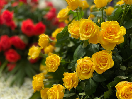 Selective focus image of yellow roses blooming in the foreground during spring seasonの写真素材