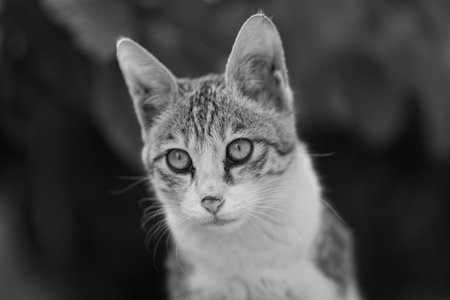 Black and white portrait of a kitten with beautiful eyes in the gardenの写真素材