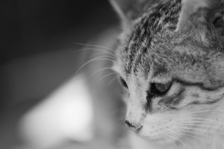 Portrait of a cat. Black and white tone. Selective focus.の写真素材