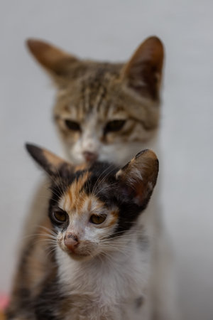 Cute kittens playing together at home. Selective focus. Animal.の写真素材