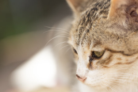 Close-up of a cat looking at the camera. Selective focus.の写真素材