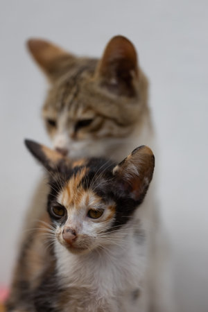 Two cats in love on the white background. Shallow depth of field.の写真素材