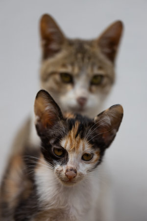 Cute kitten with mother cat on white background. Selective focus.の写真素材