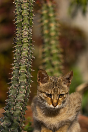 Tabby cat in a cactus garden in Tucson, Arizona.の写真素材