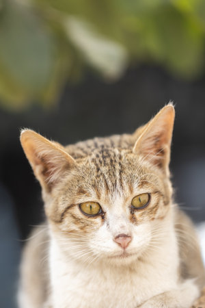 Close-up portrait of a cat with yellow eyes in the gardenの写真素材