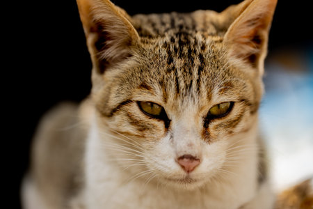 Close up of a cat on black background. Selective focus.の写真素材