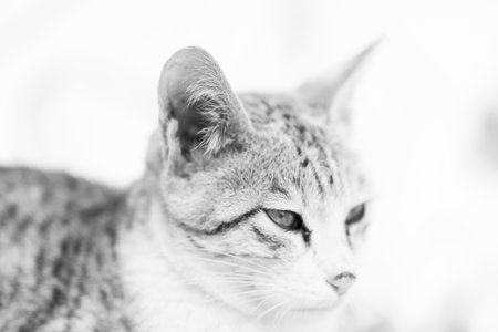 Black and white portrait of a cat on a white background. Selective focus.の写真素材
