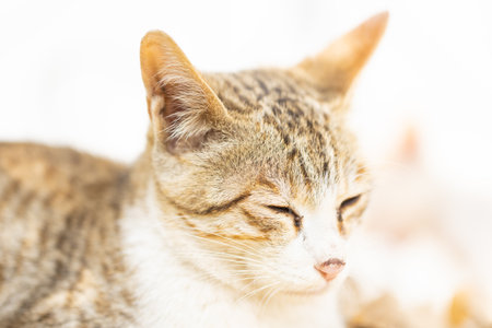 Close up side portrait of a furry cat with its eyes closedの写真素材