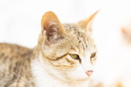 Portrait of a cat on a white background. Shallow depth of fieldの写真素材