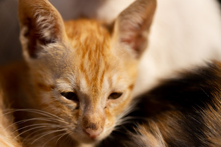 close up of a cat sleeping on a bed, shallow depth of fieldの写真素材