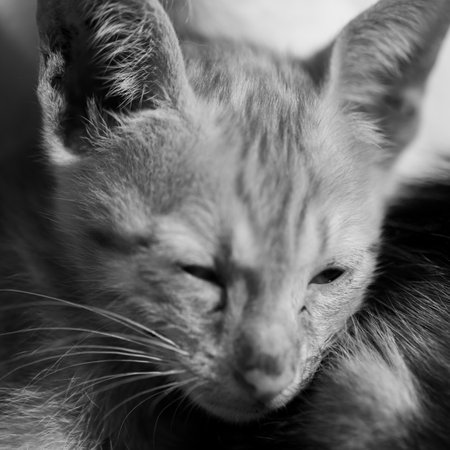 Portrait of a cat in black and white. Selective focus.の写真素材
