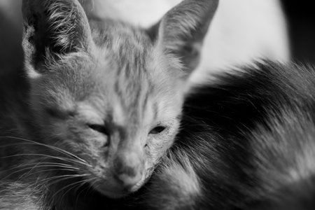 Black and white portrait of a cat sleeping with its mother in the backgroundの写真素材