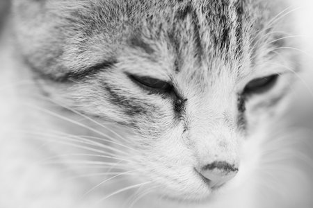 Close-up portrait of a sleeping cat. Black and white photo.の写真素材