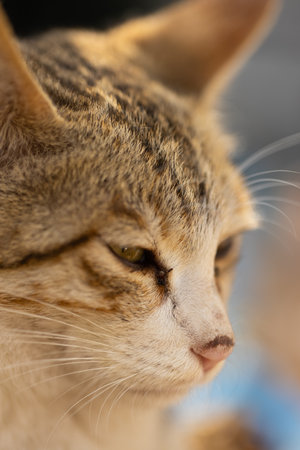 Close-up portrait of a cat. Selective focus on the eyes.の写真素材